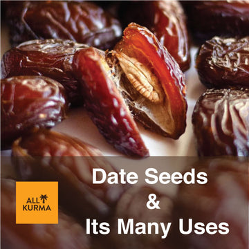 Date Seeds, Uses of Date Seeds, Pitted Date Seeds, Benefits of Dates, All Kurma Singapore